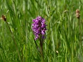 10_Orchis a larges feuilles